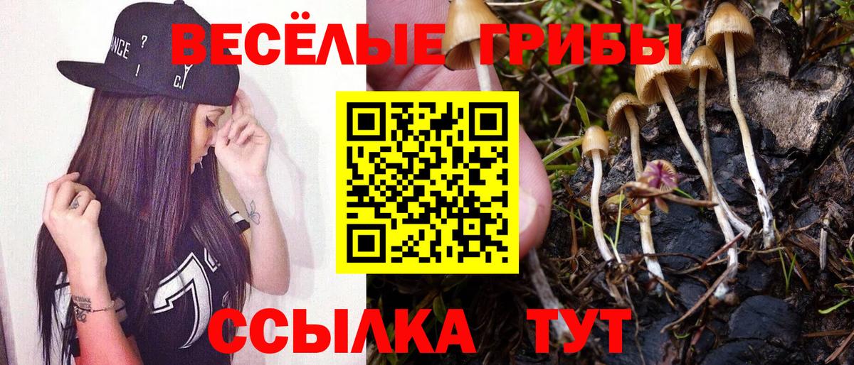 Галлюциногенные грибы Psilocybe Заинск